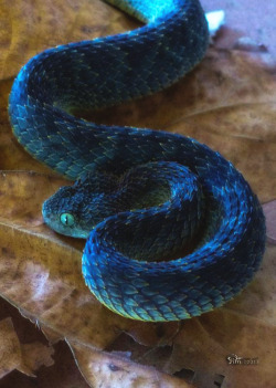 snake-lovers:  Green Bush Viper (Atheris squamigera)