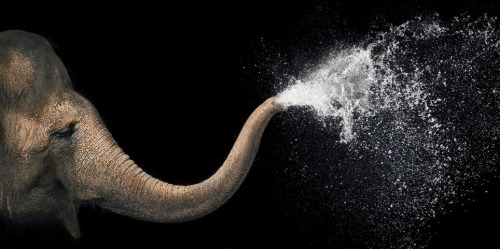 wolverxne:  How he got them to sit still, we don’t know. But somehow award-winning UK-based photographer Tim Flach managed it, and this was the result. The 54-year-old has created a collection of incredible photographic portraits of animals so intimate