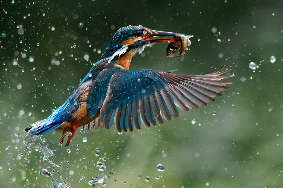 nubbsgalore:  kingfishers, who need to consume their own bodyweight in food each