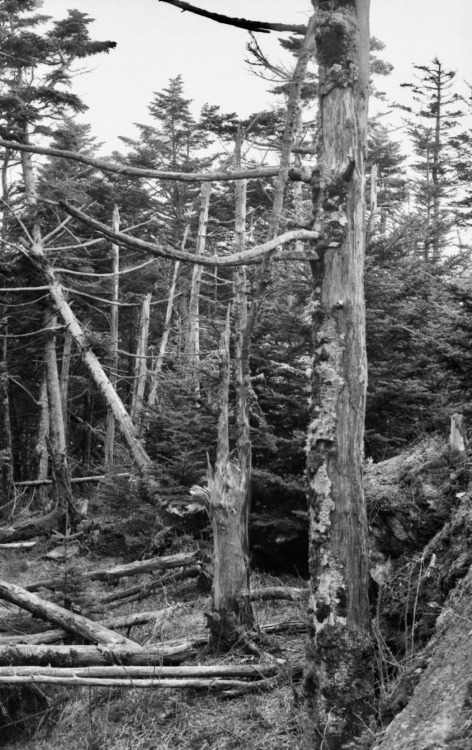 Dead and Dying Conifers, Great Smoky Mountains National Park, Tennessee, 1973.