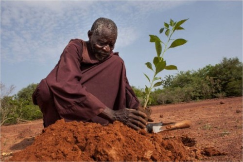 poondragoon:  ultrafacts:  Yacouba Sawadogo is an exceptional man – he single-handedly managed to solve a crisis that many scientists and development organizations  could not. The simple old farmer’s re-forestation and soil conservation  techniques