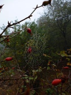 gravitationalbeauty:  IN THE FOREST &amp; RAIN drops by Mahmoud Niknam
