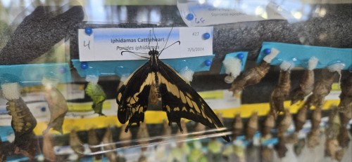 !!!! Was So Excited To Go See This Butterfly Exhibit Today (^3^)/