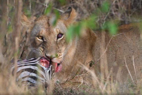 lionappreciationblog:A lioness, with a bad eye, gnawing on a zebra head in the Masai Mara, Kenya.Pho