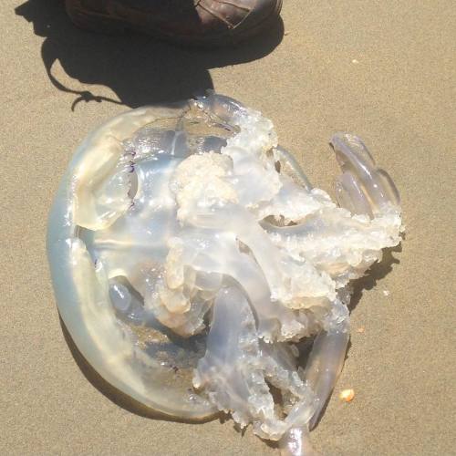 Found this monster at the beach yesterday! #isleofwight #moster #jellyfish