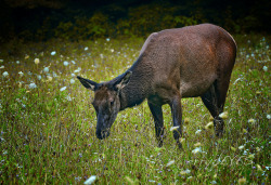 There were four cows, dining with the single bull on Flickr.Elks cows @ Smoky Mountains