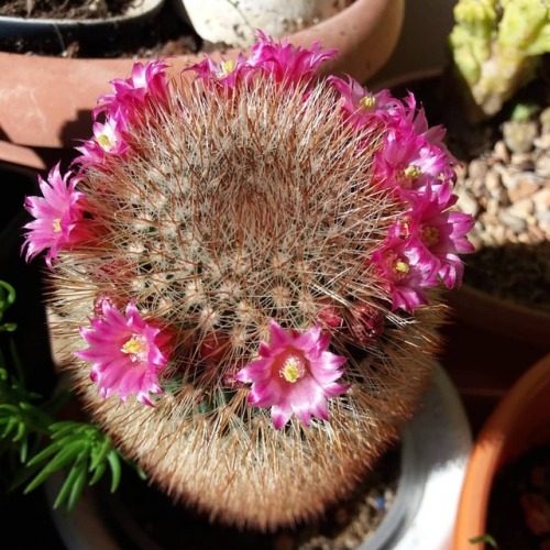 My mammillaria spinosissima in full blooms #mammillarialover #mammillariaspinosissima #mammillaria #