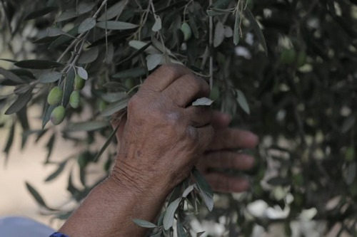 tanyushenka: Abasan al-Kabira, Palestine@mariam riyad dagga