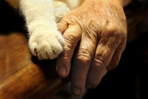 itsmicolmota:  heartwarming: “For the last 13 years Japanese photographer Miyoko Ihara has been taking pictures of her grandma, Misao, to commemorate her life. 9 years ago, 88-year-old Misao found a stray odd-eyed cat in her shed: she called it