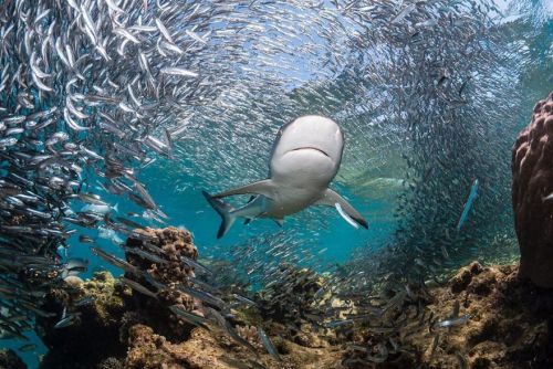 awesome-picz:  The Winners Of The 2020 Underwater Photographer Of The Year Contest Might Take Your B