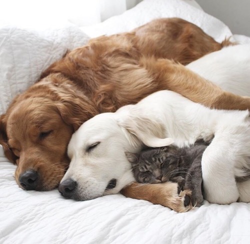 wilwheaton: kittykittykittykittykitty: animals-lovers: (Source) this makes me so happy LOVEMAKESAFAM