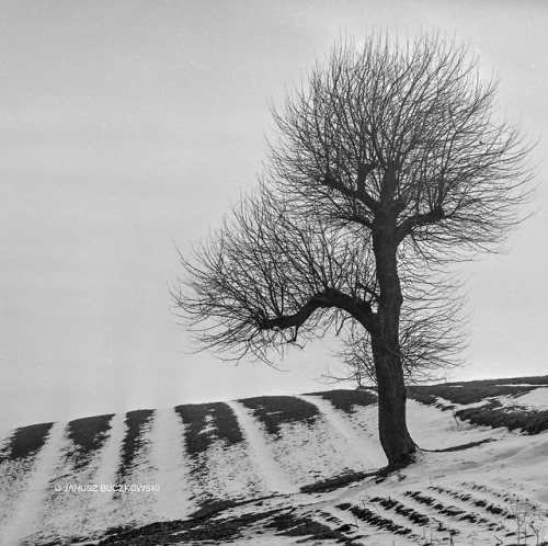 yama-bato: JANUSZ BUCZKOWSKI  Fotografia Książki https://januszbuczkowski.pl/ 