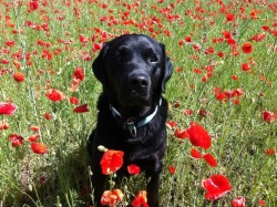 handsomedogs:  Hawky, my 11yr old lab (this