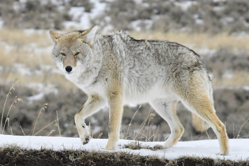 wilkpreriowy:Coyote (Canis latrans) Yellowstone National Park, Wyoming, USAby Dan Dzurisin