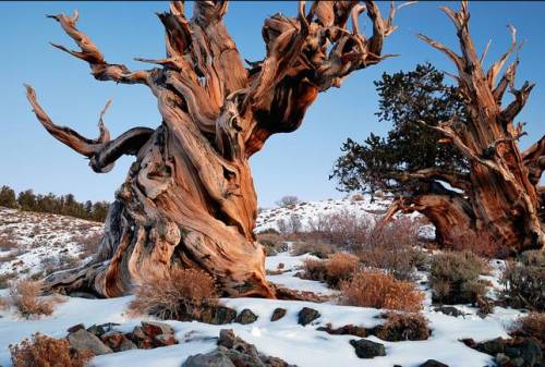 just-breezy:Happy Arbor Day – here are some amazing treesConsidered the world’s oldest t