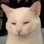 no0dlecatk
