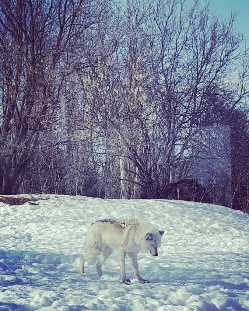#Wolf, #racoon and winter light - Canada’s #wildlife at #Montreal #Ecomuseum (zoo rescue cente