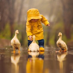 cuteanimalspics:  Three little ducks (Source: