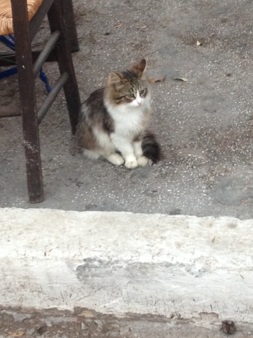 entropied:cats of my trip so far (stray and not-so-stray)