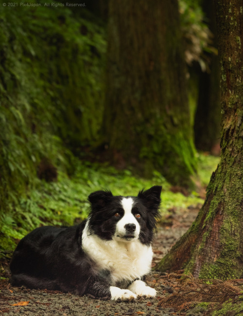 Border Collie and Giant CedarsThis avenue of giant cedars planted over 300 years ago is easily acces