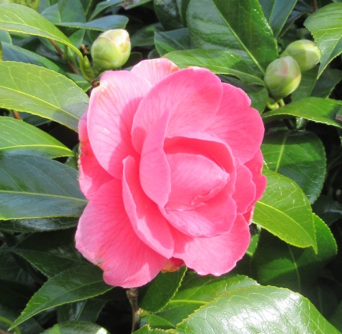 stargazerdaisy: flowerishness:   Camellia japonica (The Tea Flower) There are about 250 species