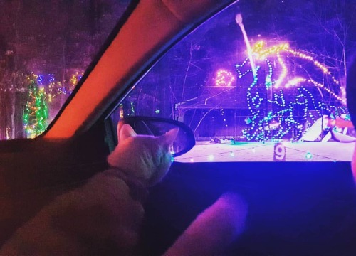 What a majestic cat #tbt #dragon . . . #lightshow #christmas #catsofinstagram #cats #lights #winry #