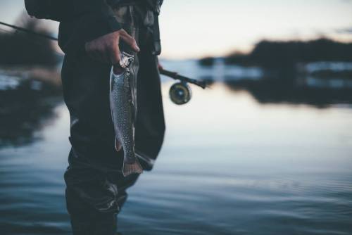 camrindengel:Brookie tacos tonight! #brooktrout #flyfishing #dinner