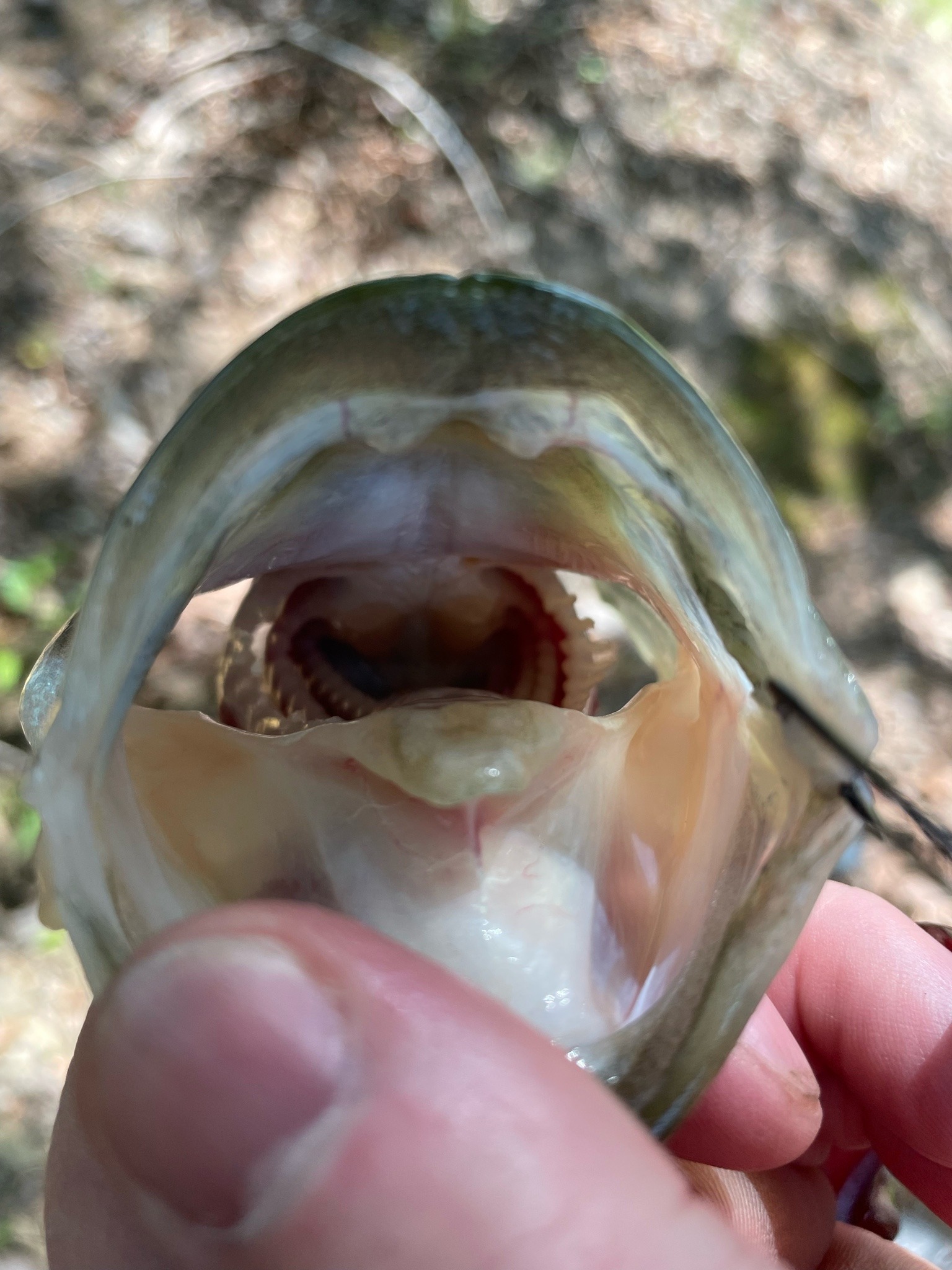 Rip Sum Lips today 🇺🇸FUCK JOE BIDEN 🖕🖕🇺🇸🇺🇸🇺🇸