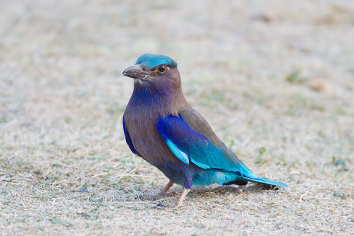 Porn Pics cool-critters:  Indian roller (Coracias benghalensis)