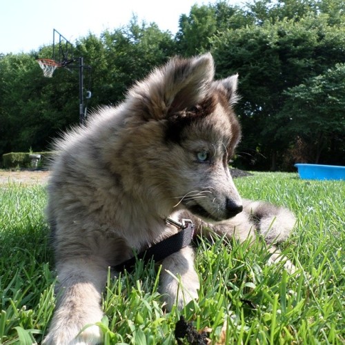 Meet Dany, a 9 week old Pomsky (Pomeranian-Husky Cross) who enjoys looking adorable while causing tr