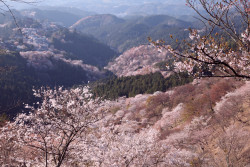 naturalsceneries:  A mountainside covered in cherry blossoms at Yoshino Mountain, Japan