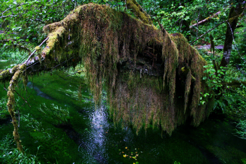 quiet-nymph: Pacific Northwest photography by Michelle N.W.☼Print Shop☼ ☼Blog☼ ☼ Please do not remov