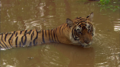 bogleech: The best part is these frogs would be too little for the tiger to see them as food but any