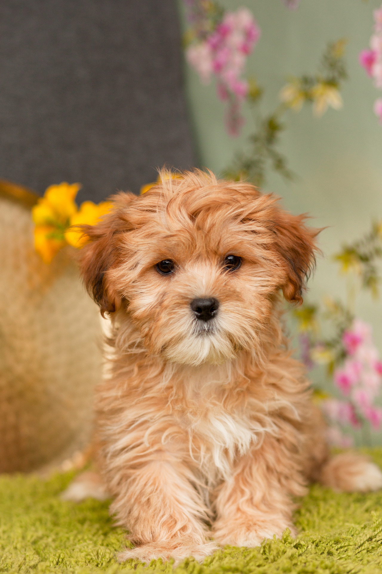 shorkie poodle mix