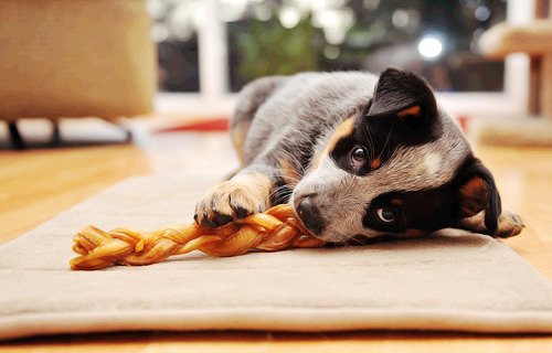 dogs-forever-and-always:  Australian cattle dog