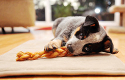 Dogs-Forever-And-Always:  Australian Cattle Dog