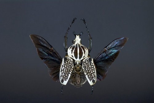 asylum-art:  Intricate Steampunk Insects adult photos