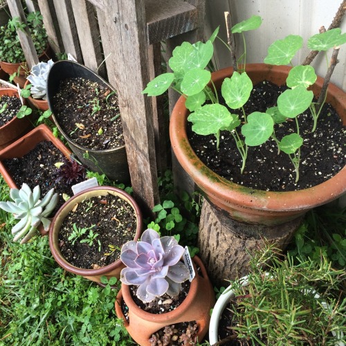 creeepsley:My little hobbit inspired succulent and herb garden.