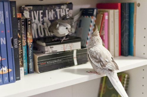 Bookshelf exploring again!Rajah: hey this is my spot, you can’t nest here!!!!Roshni: silly Raj