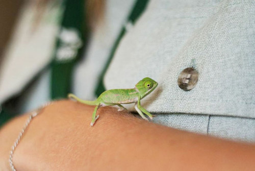 mymodernmet:Taronga Zoo’s Adorable Baby Chameleons are Small Enough to Sit on Fingertips
