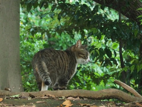 shootsay:森の奥へ奥へと入っていくキジトラさん。この先に一体何がある?A cat walks to the depths of the forest. What the hell is ahe
