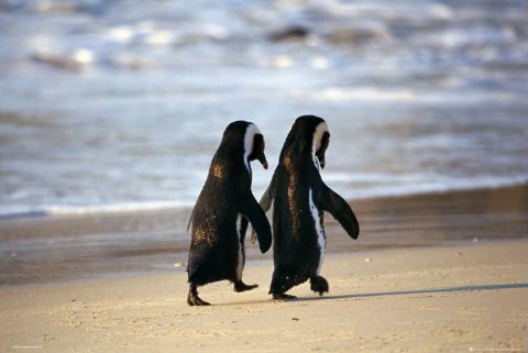 Penguins In Love