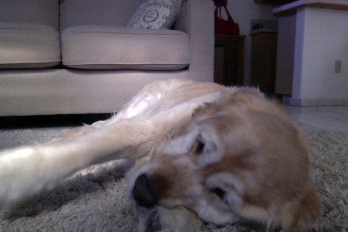 Ok i swear im gonna post art soon but first look at my dog