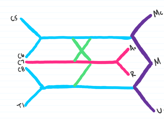Medschoolmanic Presents: Brachial Plexus Made Easy!