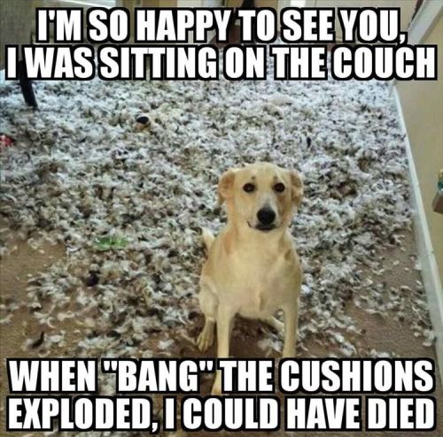 welovepetmemes:Would you believe him? hahaWe Love Pet Memes :) We’re back! ~ fu
