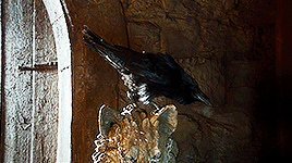tumblr_pks38wqRyU1ut1d6co8_r1_400.gif