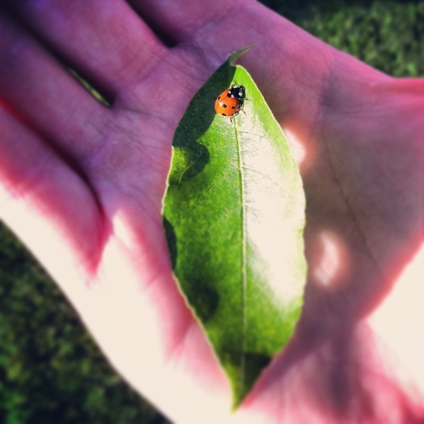 tylerknott:  Secret life tip: treat all living things with the same fascination,