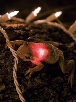 awkwardsituationist:  photo by james snyder of a cuban tree frog who swallowed a christmas light when a bug landed on it. the bulb was gently pulled from his stomach, and the frog seemed no worse for wear, if however slightly insulted. but that’s probably