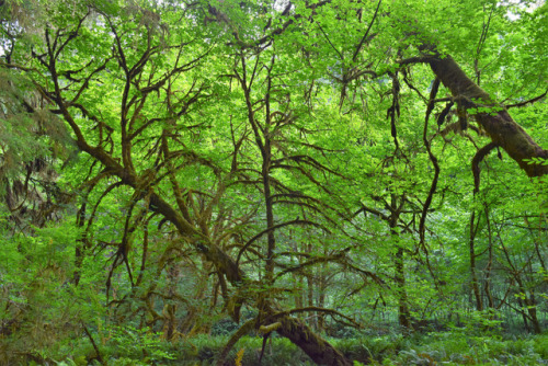 Mossy trees at Prairie Creek Redwoods State Park, Humboldt County, California by Randy Gardner