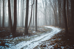 brutalgeneration:  Winter Woods by .monodrift